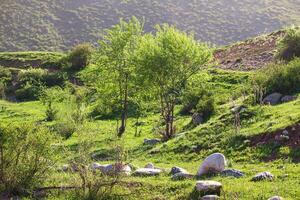 idyllisch Berg Landschaft mit blühen Wiesen, Bäume und Gras, Steine im Frühling oder Sommer. Ruhe sonnig Tag foto