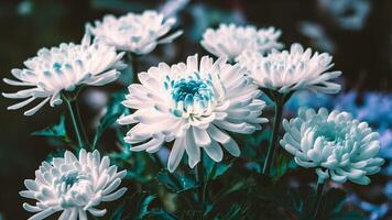 ai generiert Blau und Weiß Blumen Chrysantheme im Aquarell, verschwommen Hintergrund foto