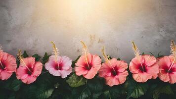 ai generiert Sonnenlicht Highlights Rosa Hibiskus Blume Rand gegen texturiert Hintergrund foto