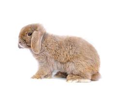 Lop Kaninchen auf weißem Hintergrund foto