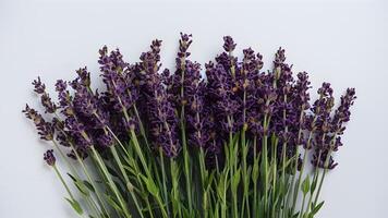 ai generiert schön Lavendel Blumen isoliert gegen sauber Weiß Hintergrund foto