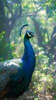 ai generiert elegant Pfau steht im das Mitte von natürlich Umfeld Vertikale Handy, Mobiltelefon Hintergrund foto