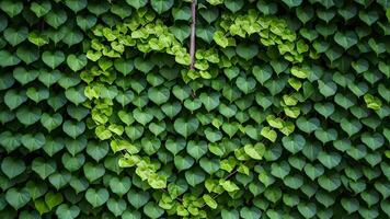 ai generiert Aussicht Herz geformt Grün Blätter Klettern Pflanze Natur Hintergrund foto