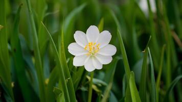 ai generiert Weiß wild Karotte Blume bringt Frische zu Frühling Hintergrund foto