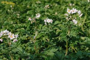 das Kartoffel Blumen sind Weiss, verschwommen Hintergrund das Garten von das natürlich wachsend Bedingungen foto