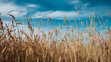 ai generiert schön Sommer- Herbst Feld Gras mit Blau Himmel Hintergrund foto