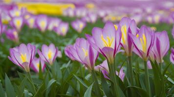 ai generiert beschwingt Blumen gegen ein Frühling Hintergrund erstellen atemberaubend Landschaft foto