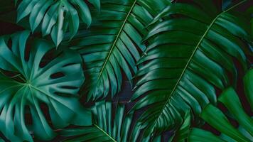ai generiert Grün tropisch Blätter Hintergrund mit Monstera, Palme, Farn foto