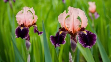 ai generiert Garten Hintergrund enthält Grün violett, schön bärtig Iris Blume foto