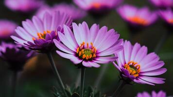 ai generiert Rahmen lila Blumen im Fokus mit etwas Gelb Staubbeutel, verschwommen Hintergrund foto