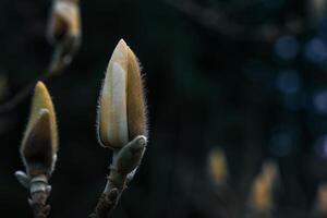 ein schließen oben von ein Blume Knospe mit ein wenige Blätter auf es foto