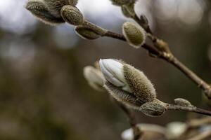 ein schließen oben von ein Blume Knospe mit ein verschwommen Textur foto