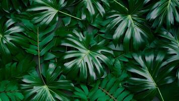 ai generiert Grün tropisch Blätter Hintergrund mit Monstera, Palme, Farn foto