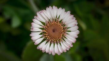 ai generiert schön Blume isoliert auf Grün Hintergrund, Büschel Kreis foto