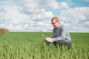 jung Farmer auf ein Weizen Feld. jung Weizen im Frühling. Landwirtschaft Konzept. ein Agronom untersucht das Prozess von Reifung Weizen im das Feld. das Konzept von das landwirtschaftlich Geschäft. foto