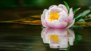 ai generiert schön Pfingstrose Blume isoliert auf Wasser Oberfläche, ausströmend Ruhe foto