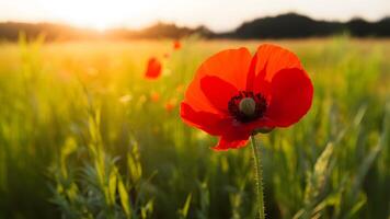 ai generiert schön rot Mohn Blume mit Kopieren Raum im hell Feld foto