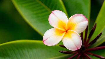 ai generiert Plumeria rauvolfioideae Pflanze blühen schmückt das heiter Hintergrund foto