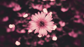 ai generiert abstrakt verwischen Hintergrund Eigenschaften schön Rosa Bokeh bewirken foto