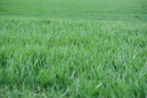 jung Grün Weizen wachsend im Boden. Weizen Sämlinge wachsend im ein Feld. foto