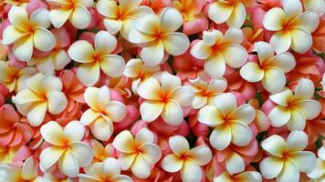 ai generiert Sanft Orange Plumeria Frangipani Blume Hintergrund, abstrakt und Süss foto