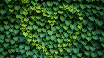 ai generiert Aussicht Herz geformt Grün Blätter Klettern Pflanze Natur Hintergrund foto