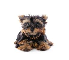 Yorkshire Terrier 2 Monate vor weißem Hintergrund foto