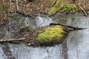 Natur Hintergrund Foto