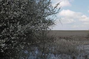 Natur Hintergrund Foto