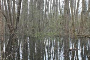 Natur Hintergrund Foto