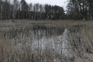 Natur Hintergrund Foto