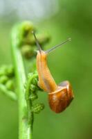 klein Luft atmend Land Schnecke Succinea Putris foto