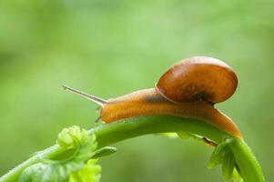 klein Luft atmend Land Schnecke Succinea Putris foto