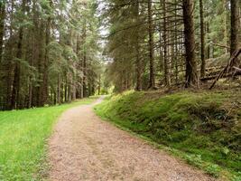 Weg durch Kiefer Bäume im das Argyll Wald Park, Schottland foto
