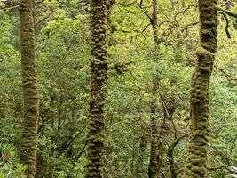 Moos wachsend auf Baum Stämme im ein Kiefer Wald foto
