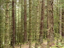 dicht Baum Stämme im das Argyll Wald Park, Schottland foto