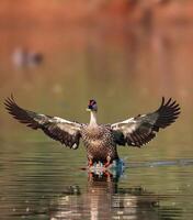 ein Ente Spreads es ist Flügel während Stehen auf Wasser foto