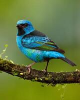 ein Blau Vogel mit schwarz und Grün Gefieder Sitzung auf ein Ast foto