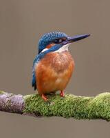 Eisvogel durch James McCormick foto