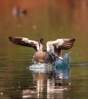 ein Ente Spreads es ist Flügel während Stehen auf Wasser foto