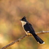 ein schwarz und Weiß Vogel mit ein Wurm im es ist Mund foto