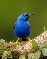 ein Blau Vogel mit schwarz Schnabel Sitzung auf ein Ast foto