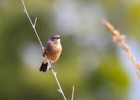 ein klein Vogel ist thront auf ein Zweig foto