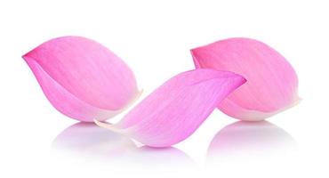 Nahaufnahme auf Lotusblüten auf weißem Hintergrund foto