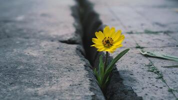 ai generiert Gelb Blume wachsend im Riss auf Straße, symbolisieren hoffen foto