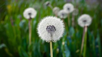 ai generiert Blau abstrakt Löwenzahn Blume Hintergrund mit Sanft Fokus schließen oben foto