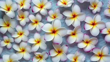 ai generiert Rahmen abstrakt Hintergrund mit Sanft Blau und lila Plumeria Frangipani Blumen foto