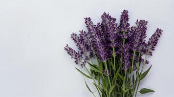 ai generiert Lavendel Blumen bilden ein schön Bündel gegen rein Weiß Hintergrund foto