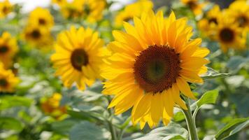 ai generiert elegant Hintergrund akzentuiert das Schönheit von hell Sonnenblume foto