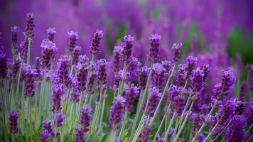 ai generiert Lavendel Blühen duftend Blumen Feld, Nahansicht violett Hintergrund, schwankend foto
